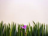 Fototapeta Tulipany - background on a summer theme with the image of grass and a blossoming flower