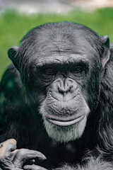 Poster - Vertical closeup of the chimpanzee, Pan troglodytes. Animal portrait.