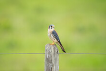 Sparrow Kestrel Perched On A Wooden Fence