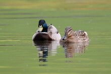 Pair Of Mallard Ducks Swimming In A Green Pond
