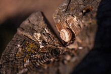 Macro Shot Of A Snail Shell On A Wood