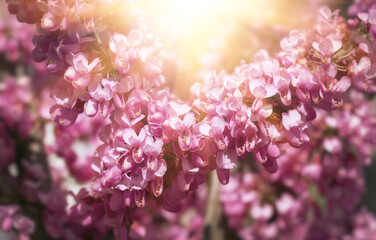 Wall Mural - A close-up of pink flowers on Judas tree.