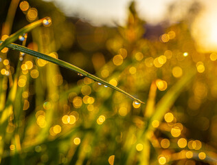 Wall Mural - Closeup shot of dew on grass on a field at sunset