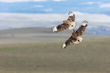 Selective Focus Shot Of Two Long Legged Buzzard Birds Flying Together