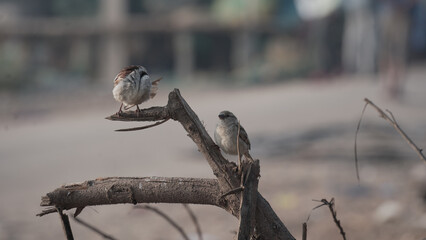 Poster - Shallow focus shot of sparrows on tree branch