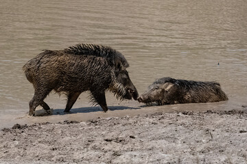 Poster - India, wild boar with a baby
