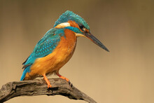 Closeup Shot Of Common Kingfisher Standing On Tree Branch And Looking Side