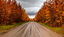 Rural Road Through Orange Forest Trees Under A Cloudy Sky