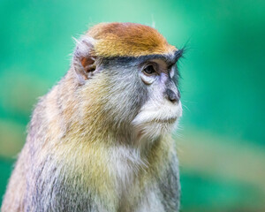 Poster - Selective of a common patas monkey (Erythrocebus patas)