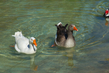 Wall Mural - duck in the water of the lake