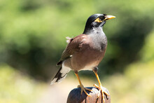 Closeup Shot Of A Common Myna On The Blurry Background
