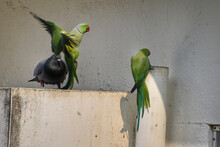 Two Green Parrots And Pigeon