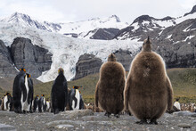 Flock Of King Penguins With Chicks On The Rocky Ground Against Snow-capped Mountains