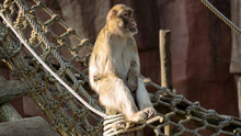 Berber Monkey (Macaca Sylvanus) In A Zoo
