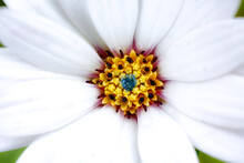 Closeup Shot Of A Yellow Pistil Of A Flower With White Petals