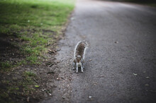 Little Gray Squirrel Standing On Wet Road And Looking Toward