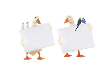 Poster -  two white duck with a leaf and budgie for writing of the text