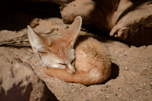Closeup Shot Of A Cute Baby Fennec Fox, Vulpes Zerda