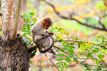 Scenic View Of A Small Monkey Sitting On A Branch On A Blurred Background