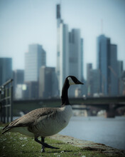 Vertical Shot Of A Canada Goose (Branta Canadensis) Perched On The Bank Of The River In Frankfurt