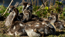 Closeup Of Several Cute Brown And White Ducklings On The Grass