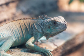 Poster - Close-up shot of an lizard on a rock in the forest