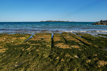 Close-up shot of a coastline with  seaweed