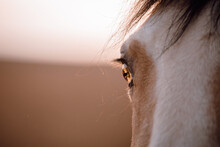 Closeup Shot Of A Horse Head And Brown Eye On A Blurry Background
