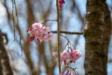 Sticker - A flowering branch in spring.