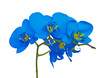 Blue blooming orchid flower