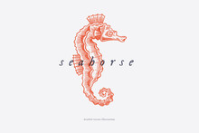 Hand-drawn Red Seahorse On A Light Background. Retro Picture For The Menu Of Fish Restaurants, Markets And Shops. Vector Illustration In Vintage Engraving Style.