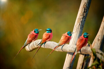 four northern carmine bee-eaters, merops nubicus, carmine and greenish blue colored african bird, pe