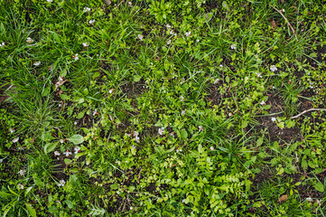 Canvas Print - Texture, lawn background, green grass growing on the ground and fallen petals of blossoming apricots in spring. Photo of nature, top view.