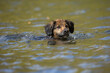 © Nadine Haase - Hund im See