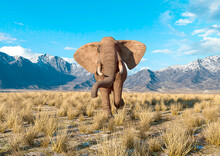African Elephant Is Coming Fast In Plains And Mountains