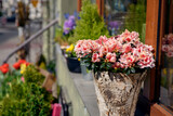 Pink freesia in a decorative pot Flowers in the city. Reproduction and cultivation of flowers.