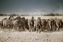 Herd Of Zebras Drinking Water Seeing From Behind