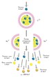 Nuclear Fission Infographic Diagram showing impact neutron uranium atom breaking down to lighter elements releasing high energy gamma rays neutrons starting chain reaction chemistry science education