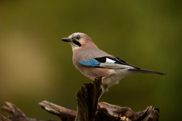 Canvas Print - Eurasian jay (Garrulus glandarius)