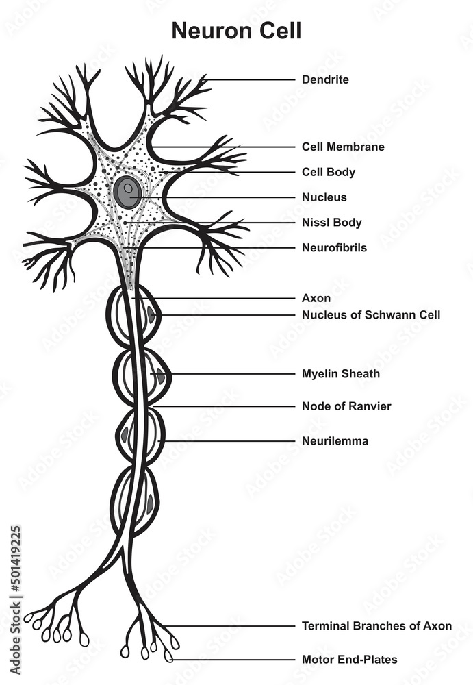 Neuron cell infographic diagram the basic unit of nervous system axon ...