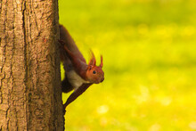Squirrel Peering From Behind Trees In A Park Against A Background Of Green Grass