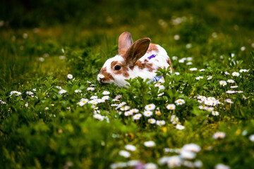 Wall Mural - adorable rabbit bunny lying in the grass full of flowers after bunny race, green background, pet photography, bunny hop, kaninhop, Symbol of new year 2023, copy space