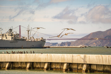 Poster - A group of brown pelicans are flying over the ocean. 