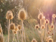 Selective Focus Of Dried Thistle Flowers On The Meadow At Sunset In Autumn