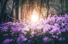 Purple Wildflowers In The Forest With Sunshine