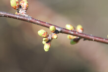 Green Buds On Spring Cherry Branch