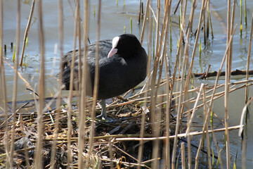 Eurasian coot (Fulica atra) at nest. April, Belarus