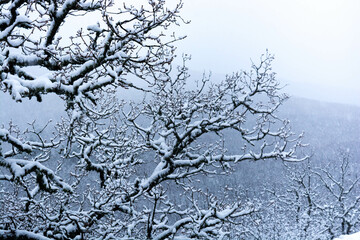 Wall Mural - Forest in the snow