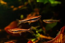 Shoal Of Pencilfish, Popular Schooling Species In Biotope Design Aquarium, Low Light With Brown Tannin Stained Acid Water, Ornamental Blackwater Fish To Rio Negro, Blurred Background, Shallow Dof