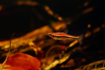 Poster - young pencilfish, popular schooling species in biotope design aquarium, neon glowing colors in low light with brown tannin stained acid water, blackwater fish native to Rio Negro, blurred background